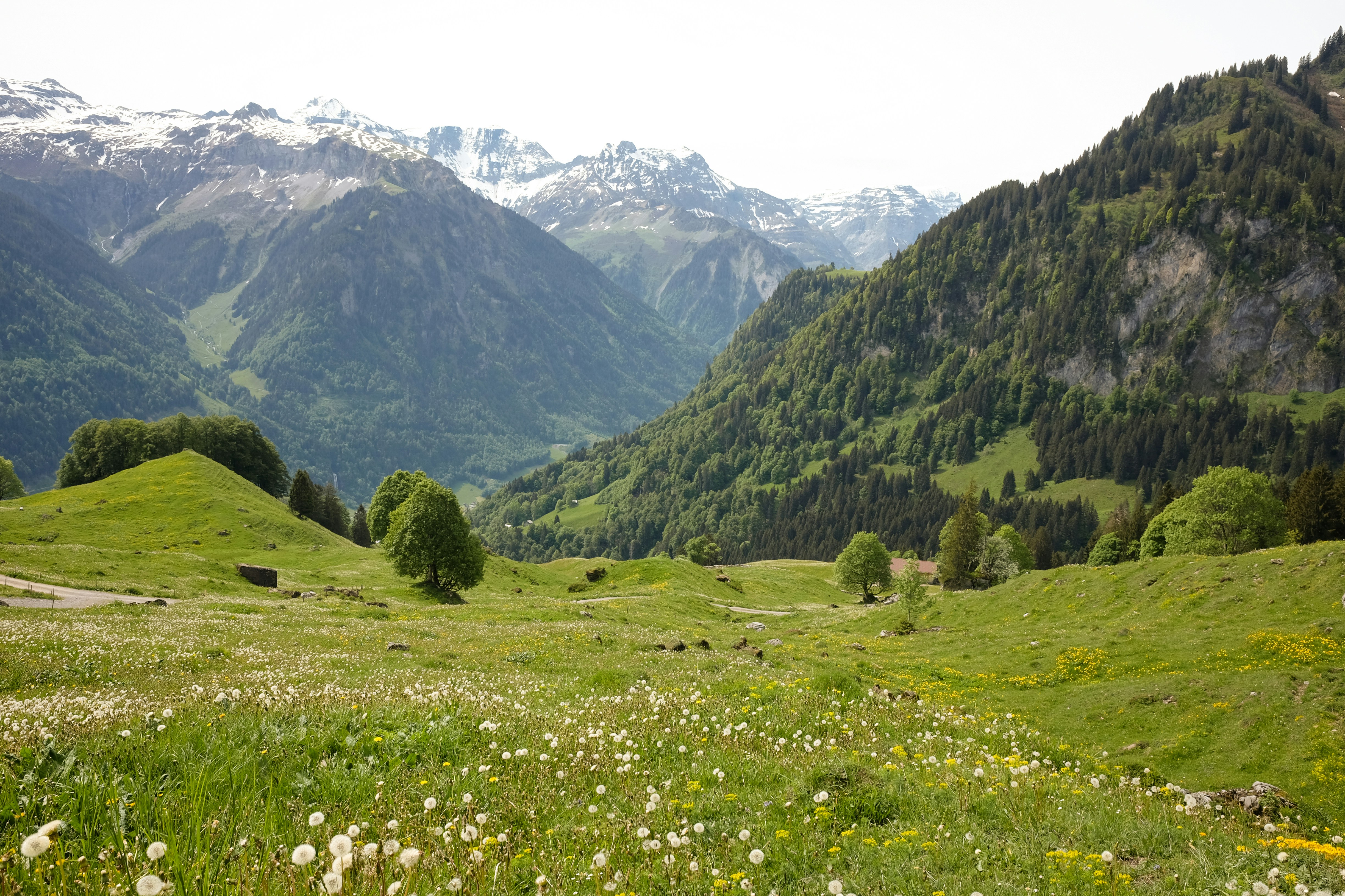 Valley of Flowers during peak wildflower bloom season