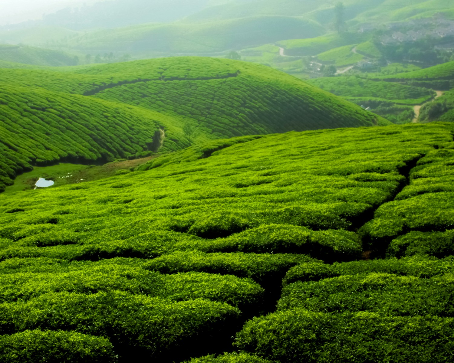 Rolling tea plantation terraces covering Munnar hillsides