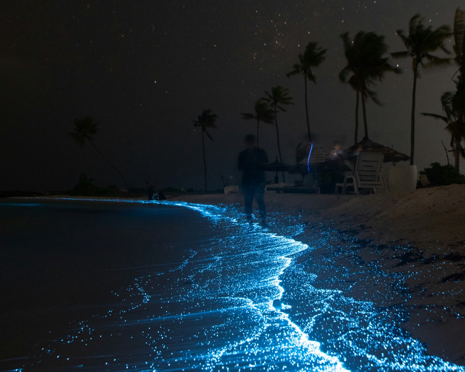 Bioluminescent 'Sea of Stars' glowing blue at night