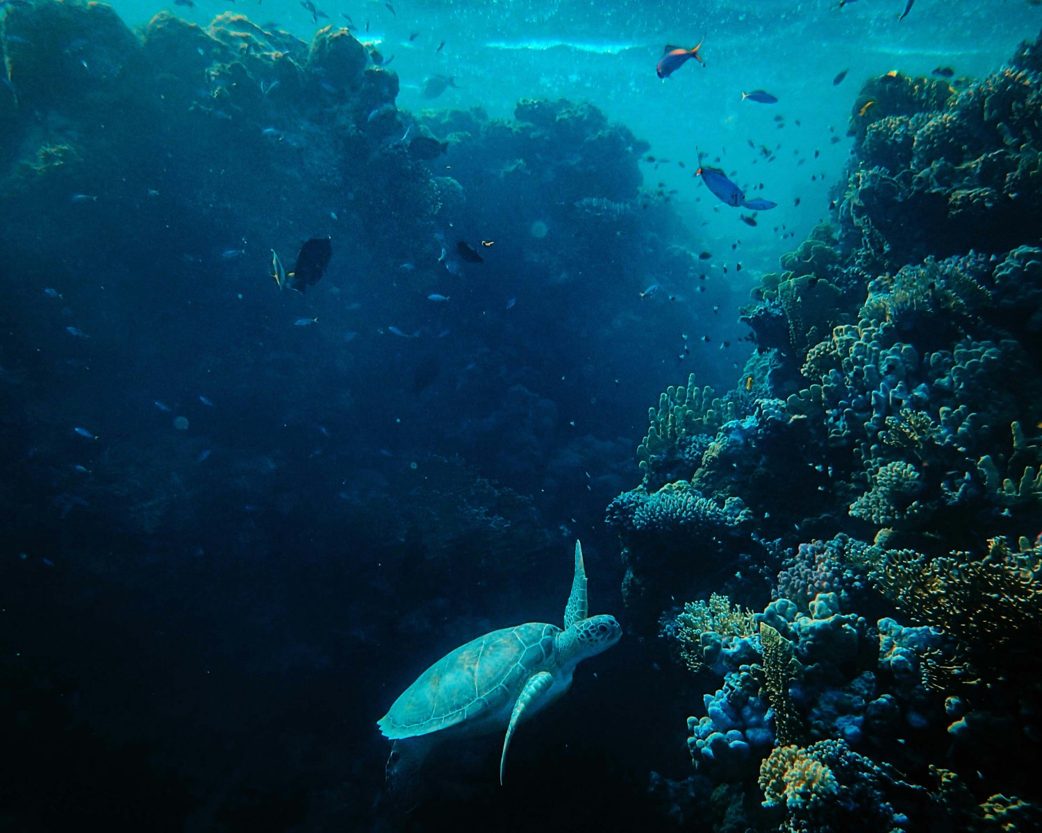 Colorful coral reefs and tropical fish in Seychelles waters