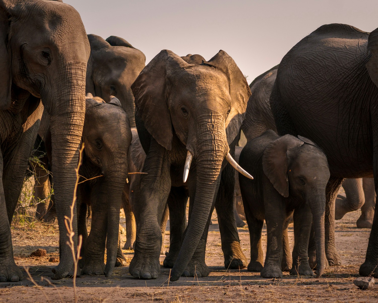 Elephant family crossing the savanna